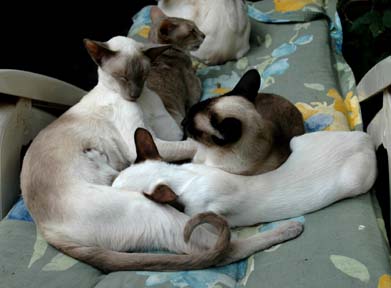 Cerdik nursing Sandokan ...