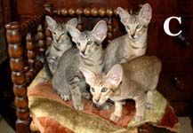 Carreras, Cliff, Chopin & Caruso van Scarlettini