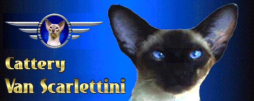 Visit us to found out more about breeding,our cattery and this awesome breed of cats!(every day updates)