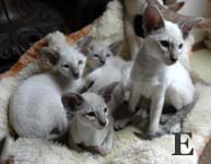 Elton, Enya, Edsilia, Etude van Scarlettini