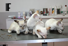 Flanagan, Fantomas, Famke, Fahrid van Scarlettini