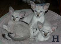 Harvey - Holan - Hilary van Scarlettini