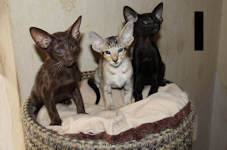 Ivan Isabella Ivanhoe