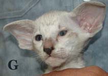 Giacomo van Scarlettini