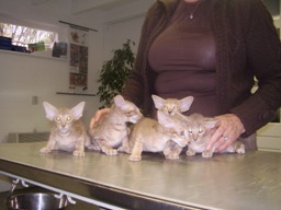poes