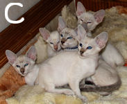 Carey, Clark, Clooney, Chico, Charlton van Scarlettini