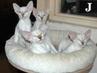 Jasmine, Judy, Jamai & Jeremy van Scarlettini