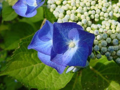 Hortensia