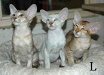 Loreena - Lynn - Lunga van Scarlettini