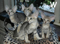 William, Waylon, Wladimir, Walther van Scarlettini