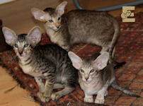 Errol, Elmer & Elvis van Scarlettini