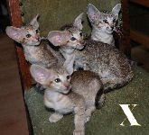 Xink, Xander, Xandee, Xandria van Scarlettini