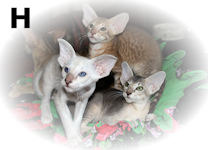 Harvey, Halley, Hugh van Scarlettini