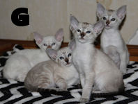 Georgina, Gabriel, George, Glenn van Scarlettini