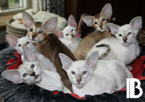 Brad, Burt, Bing, Bill, Bruce, Barry, Bonnie van Scarlettini