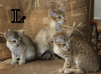 Lorraine, Larry, Lauren van Scarlettini