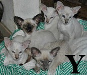 Yori, Yael, Yves, Yannick & Yoko van Scarlettini