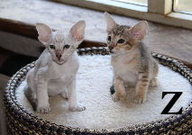 Ziggy & Zip van Scarlettini