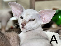 Anthony van Scarlettini