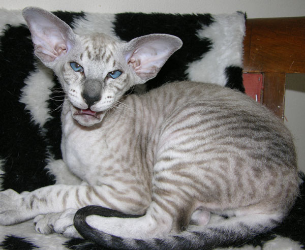 Tabby Point Siamese. tabby point Peterbald