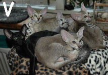 Victoria, Vicky, Vivaldi, Violet, Ville van Scarlettini