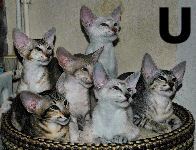 Usher, Urszula, Utopia, Urbanus, Uriah, Udo van Scarlettini