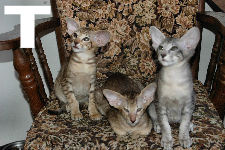 Tarkan, Tevje, Tom van Scarlettini