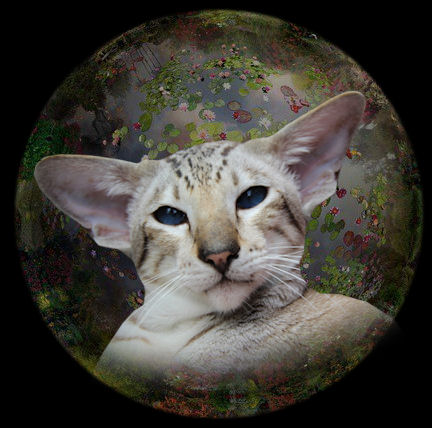 siamees en oosters korthaar cattery van scarlettini