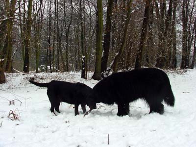 Laika & Cherie in Marlot 27.02.04