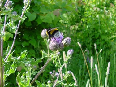 Hommel betrapt in het Balijbos, Zoetermeer
