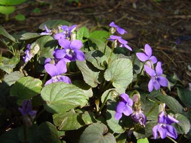 Maartse Viooltjes in onze tuin