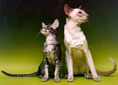 Kattilan Suomi Neito & Loveatfirst-Said van Anatevka