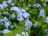 Vergeetmenietjes_ws.jpg (27801 bytes)