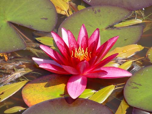 Waterlelie, Le Havre, Frankrijk zomer 2003