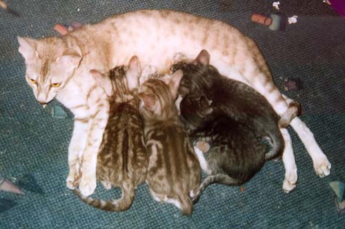 Sailon's first litter (2002)