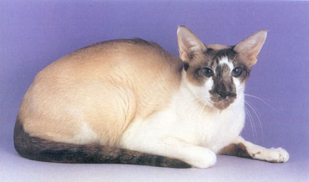 Seychellois shorthair hot sale