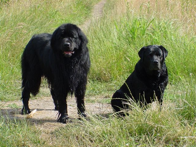 Laika & Cherie