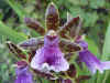 orchidee_ws.jpg (25615 bytes)