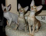 Monteverdi, Madonna & Marit van Scarlettini