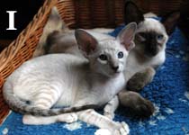 Irina & Indigo van Scarlettini