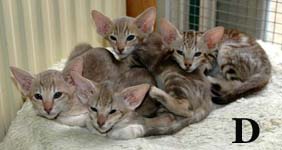 Dalida, Dido, Donovan, Do van Scarlettini