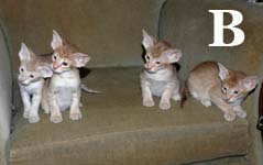 Bj�rk, Beyonc�, Bizet, Berlioz van Scarlettini