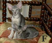 Freddy & Fame van Scarlettini