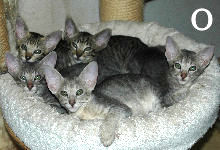 Otis, Olson, Ozzy, Oscar, Owen van Scarlettini