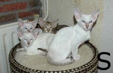 Shakira, Simon, Sarit & Serge van Scarlettini