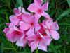 14_oleander_ws.jpg (33856 bytes)