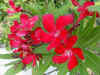 95_oleander_ws.jpg (32827 bytes)