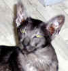 TrudyJanji_0706.jpg (36691 bytes)